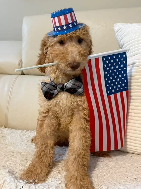 Muscle - Standard F1B Doodle – Goldendoodle puppy for sale in Charlotte, NC