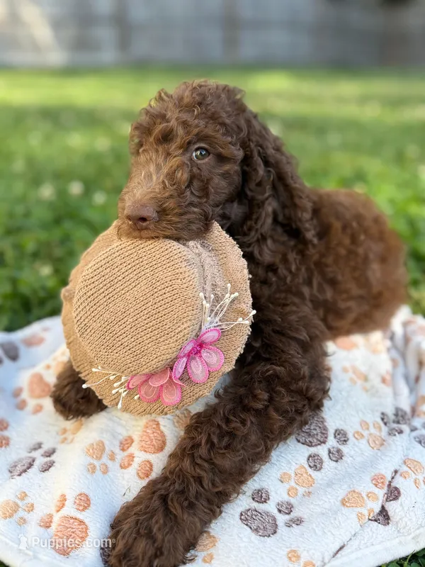 Mocha - Standard F1B Doodle, a female Goldendoodle for sale in Charlotte, NC – 1 of 6