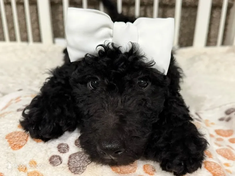 Iris - Standard F1B Doodle – Goldendoodle puppy for sale in Charlotte, NC