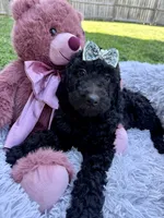 Iris - Standard F1B Doodle, a female Goldendoodle for sale in Charlotte, NC – 3 of 6