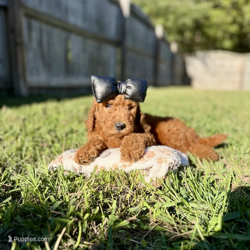 Bella - Standard F1B Doodle – Goldendoodle puppy for sale in Davidson, NC