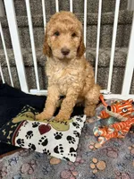 Muscle - Standard F1B Doodle, a male Goldendoodle for sale in Charlotte, NC – Photo 2 of 4