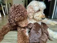 Muscle - Standard F1B Doodle, a male Goldendoodle for sale in Charlotte, NC – Photo 3 of 4