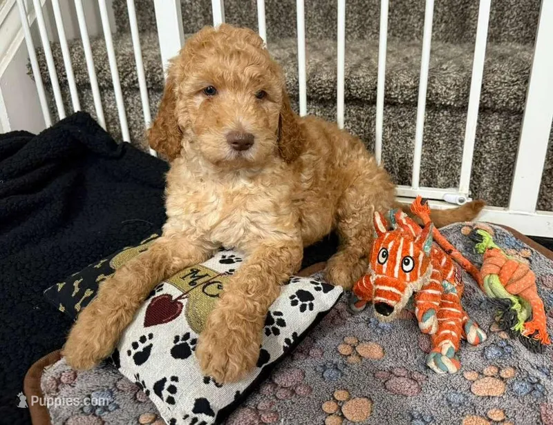 Muscle - Standard F1B Doodle – Goldendoodle puppy for sale in Charlotte, NC