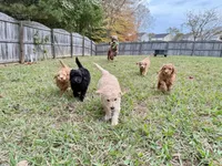 Muscle - Standard F1B Doodle, a male Goldendoodle for sale in Charlotte, NC – Photo 4 of 4