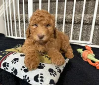 Dexter - Standard F1B Doodle, a male Goldendoodle for sale in Charlotte, NC – 2 of 4