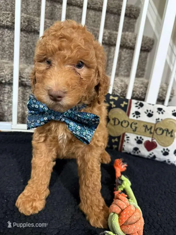 Dexter - Standard F1B Doodle – Goldendoodle puppy for sale in Charlotte, NC