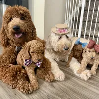 Bella - Standard F1B Doodle, a female Goldendoodle for sale in Davidson, NC – 3 of 3