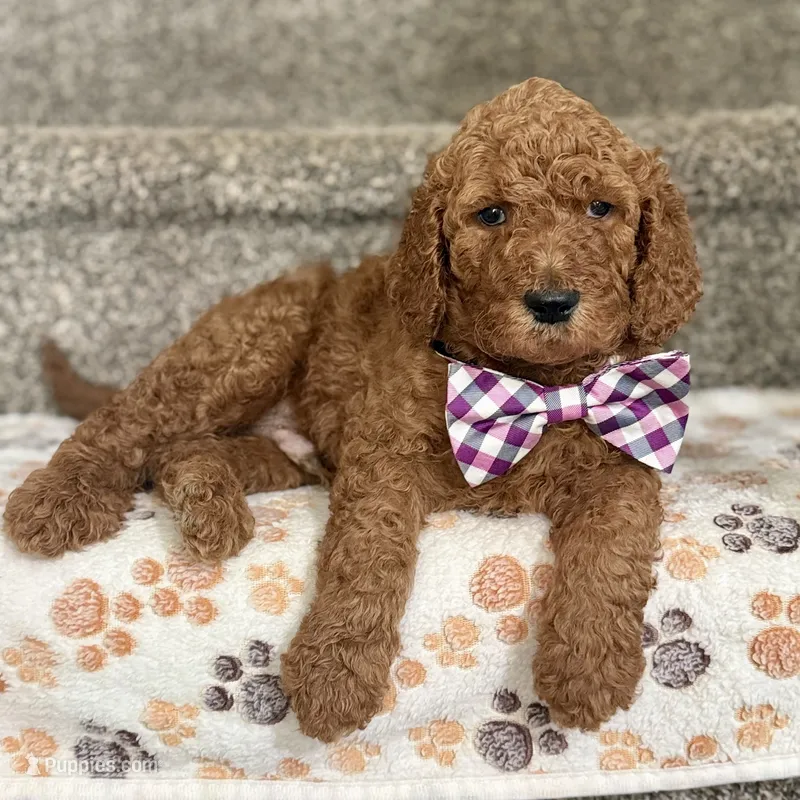 Bear - Standard F1B Doodle – Goldendoodle puppy for sale in Davidson, NC
