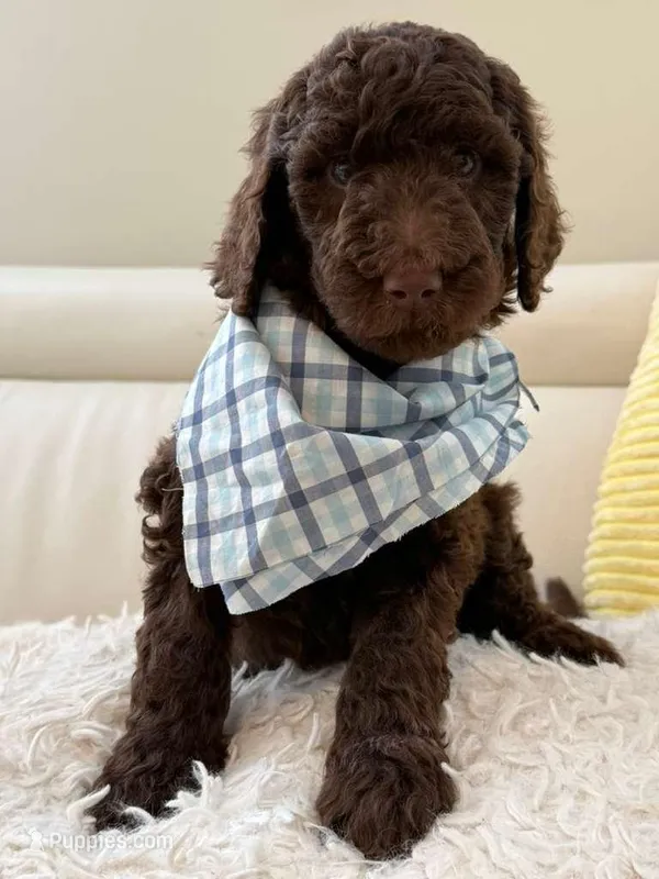 Chestnut - Standard F1B Doodle – Goldendoodle puppy for sale in Charlotte, NC
