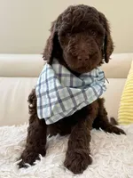 Chestnut - Standard F1B Doodle, a male Goldendoodle for sale in Charlotte, NC – 1 of 5