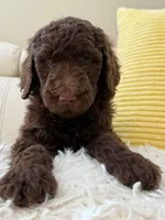 Chestnut - Standard F1B Doodle, a male Goldendoodle for sale in Charlotte, NC – 3 of 5