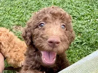 Chestnut - Standard F1B Doodle, a male Goldendoodle for sale in Charlotte, NC – 2 of 5