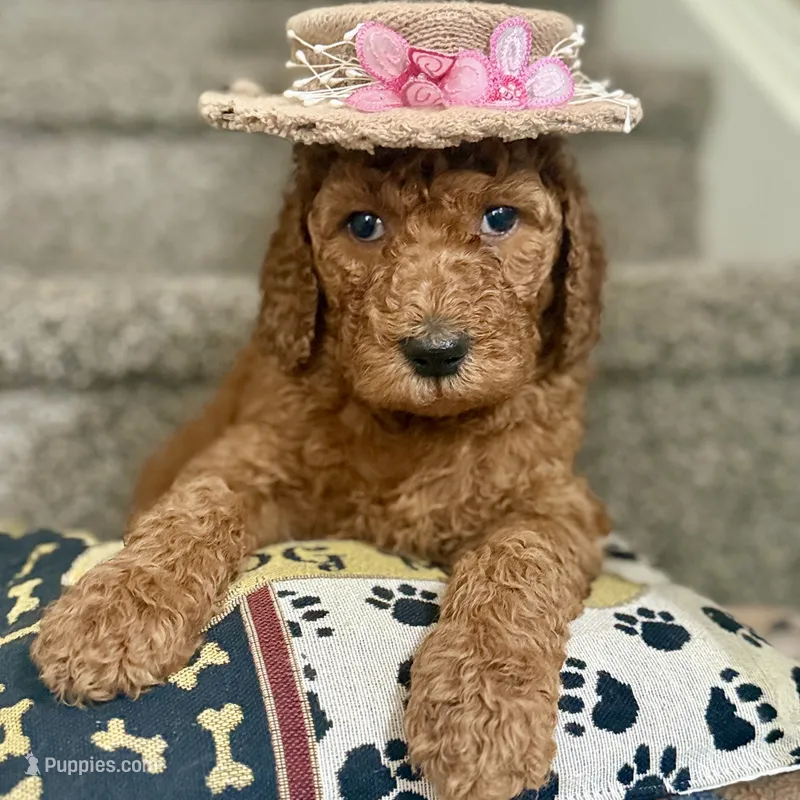 Lucy - Standard F1B Doodle – Goldendoodle puppy for sale in Davidson, NC