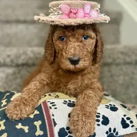 Lucy - Standard F1B Doodle, a female Goldendoodle for sale in Davidson, NC – 1 of 3