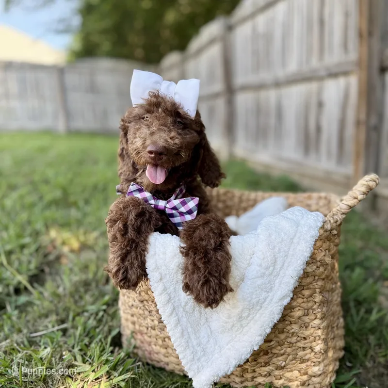 Mocha - Standard F1B Doodle – Goldendoodle puppy for sale in Charlotte, NC