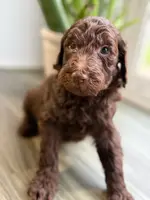 Charlie, a male Goldendoodle for sale in Charlotte, NC – Photo 7 of 10