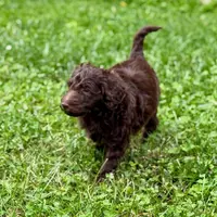 Charlie, a male Goldendoodle for sale in Charlotte, NC – Photo 6 of 10