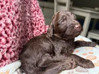 Charlie, a male Goldendoodle for sale in Charlotte, NC – Photo 9 of 10