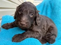 Charlie, a male Goldendoodle for sale in Charlotte, NC – Photo 8 of 10