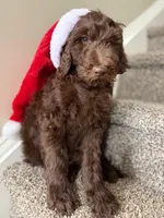 Charlie, a male Goldendoodle for sale in Charlotte, NC – Photo 4 of 10