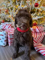 Charlie, a male Goldendoodle for sale in Charlotte, NC – Photo 3 of 10
