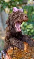 Mocha - Standard F1B Doodle, a female Goldendoodle for sale in Charlotte, NC – 2 of 4