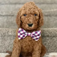 Bear - Standard F1B Doodle, a male Goldendoodle for sale in Davidson, NC – 2 of 3