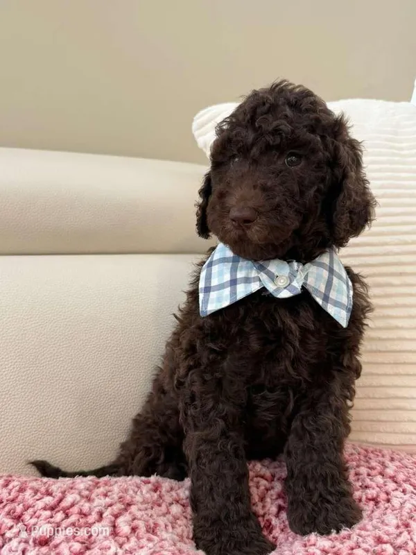 Cinnamon - Standard F1B Doodle – Goldendoodle puppy for sale in Charlotte, NC