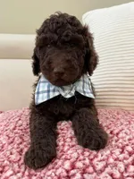 Cinnamon - Standard F1B Doodle, a male Goldendoodle for sale in Charlotte, NC – 2 of 4