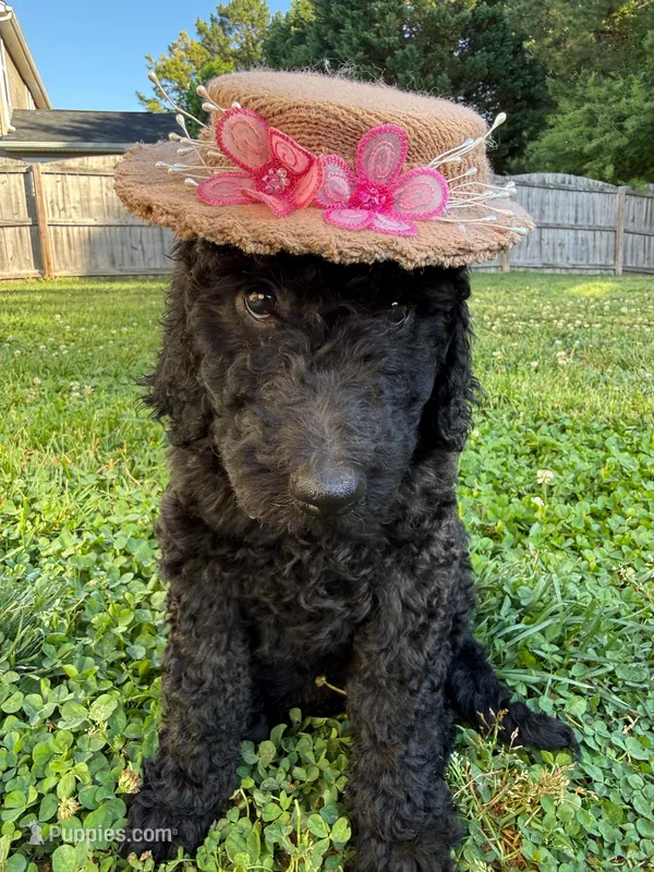 Iris - Standard F1B Doodle – Goldendoodle puppy for sale in Charlotte, NC