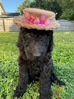 Iris - Standard F1B Doodle, a female Goldendoodle for sale in Charlotte, NC – 1 of 6