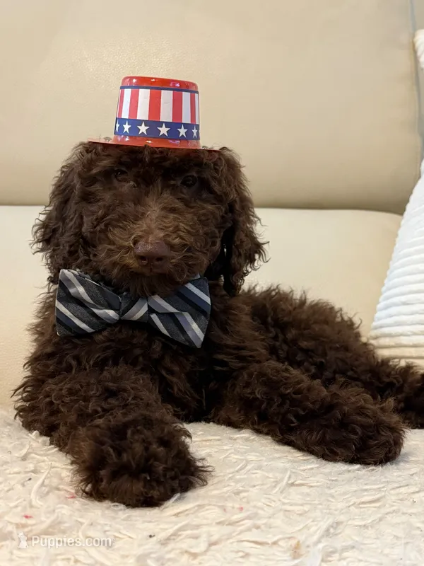 Chestnut - Standard F1B Doodle – Goldendoodle puppy for sale in Charlotte, NC