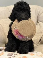 Iris - Standard F1B Doodle, a female Goldendoodle for sale in Charlotte, NC – 2 of 6