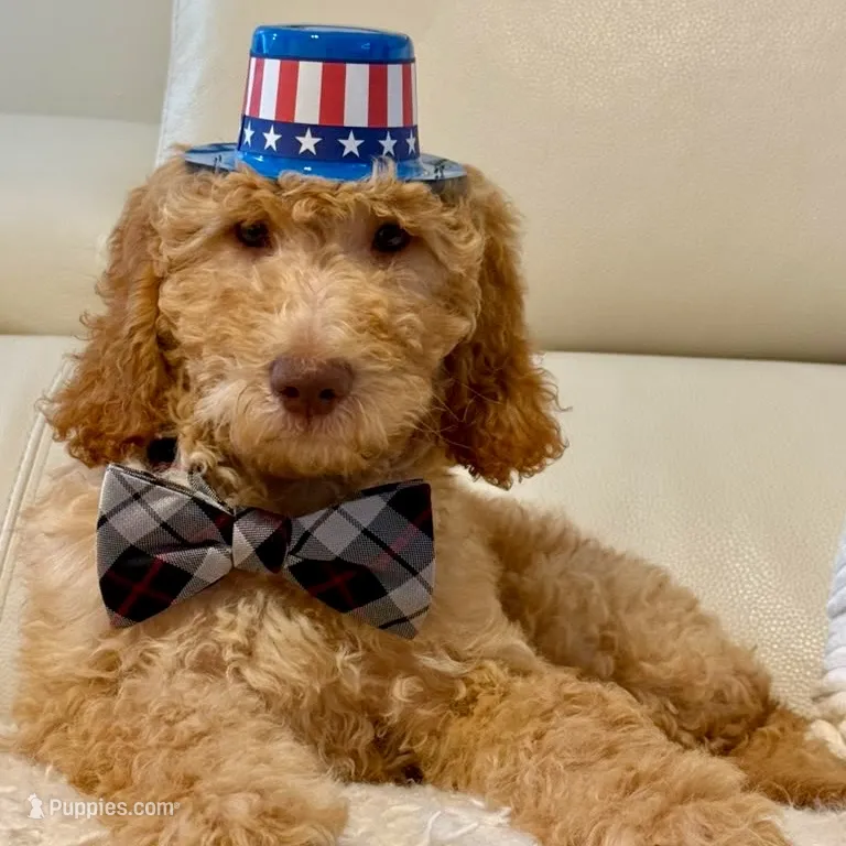 Muscle - Standard F1B Doodle – Goldendoodle puppy for sale in Charlotte, NC