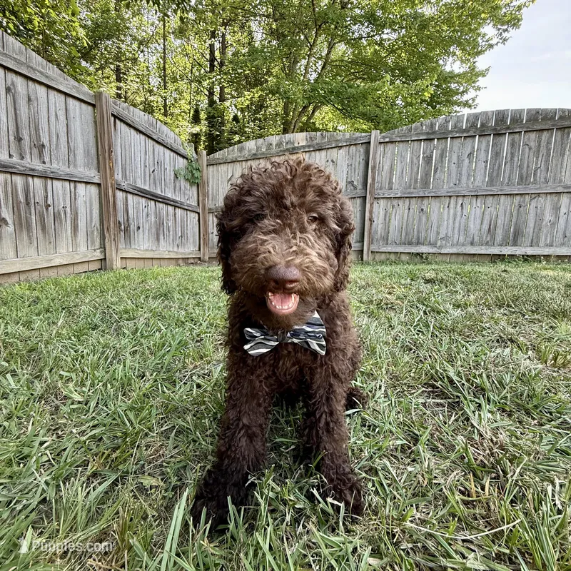 Chestnut - Standard F1B Doodle – Goldendoodle puppy for sale in Charlotte, NC
