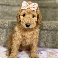 Bella - Standard F1B Doodle, a female Goldendoodle for sale in Davidson, NC – 2 of 3