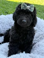 Iris - Standard F1B Doodle, a female Goldendoodle for sale in Charlotte, NC – 4 of 6