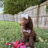 Mocha - Standard F1B Doodle, a female Goldendoodle for sale in Charlotte, NC – 2 of 10
