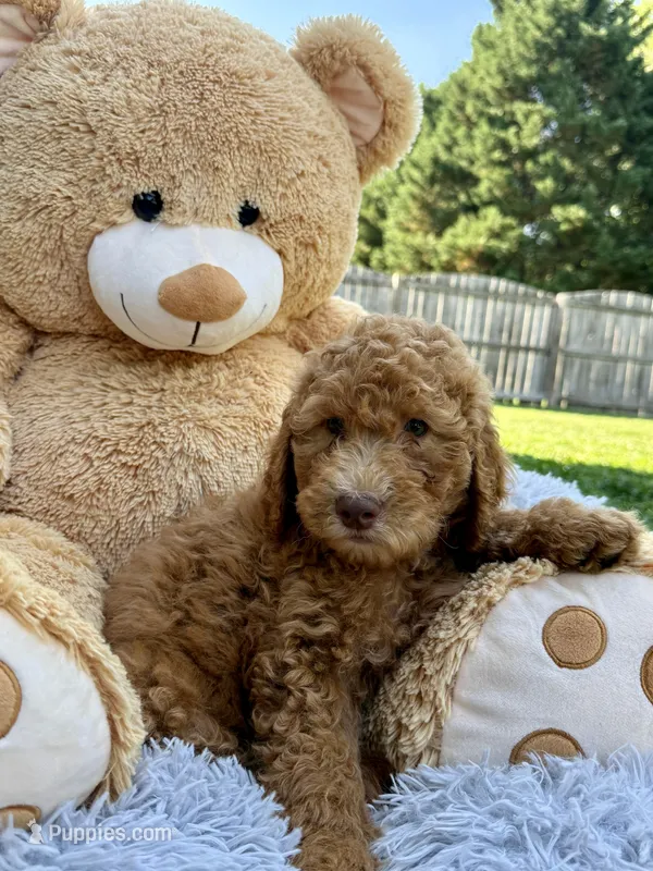 Dexter - Standard F1B Doodle – Goldendoodle puppy for sale in Charlotte, NC