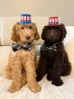 Muscle - Standard F1B Doodle, a male Goldendoodle for sale in Charlotte, NC – 3 of 7