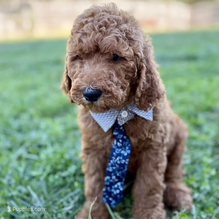 Bear - Standard F1B Doodle – Goldendoodle puppy for sale in Davidson, NC