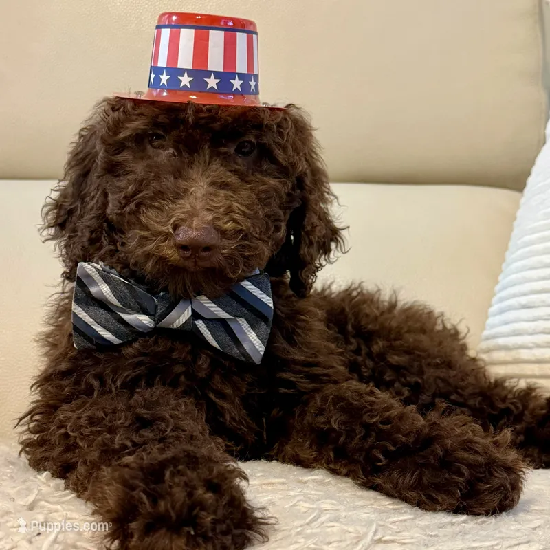 Chestnut - Standard F1B Doodle – Goldendoodle puppy for sale in Charlotte, NC