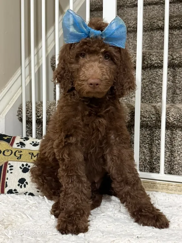 Mocha - Standard F1B Doodle – Goldendoodle puppy for sale in Charlotte, NC