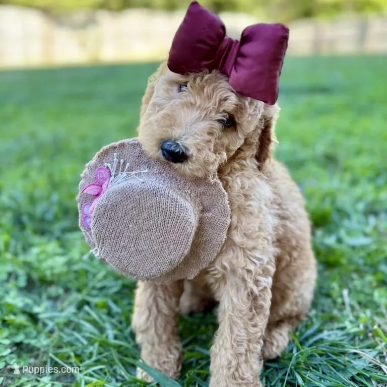 Lucy - Standard F1B Doodle – Goldendoodle puppy for sale in Davidson, NC