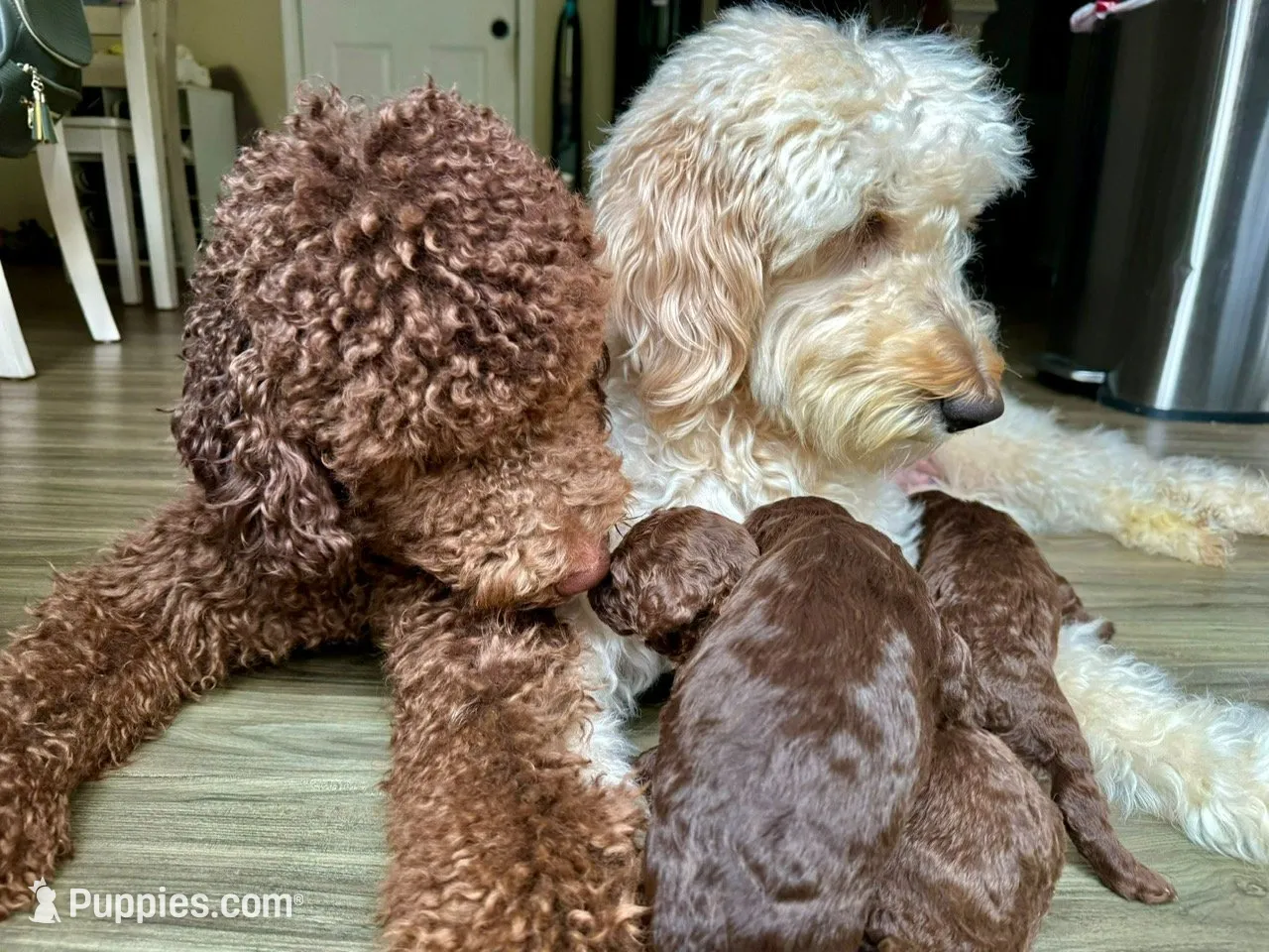 Mocha - Standard F1B Doodle, a female Goldendoodle for sale in Charlotte, NC – 3 of 4