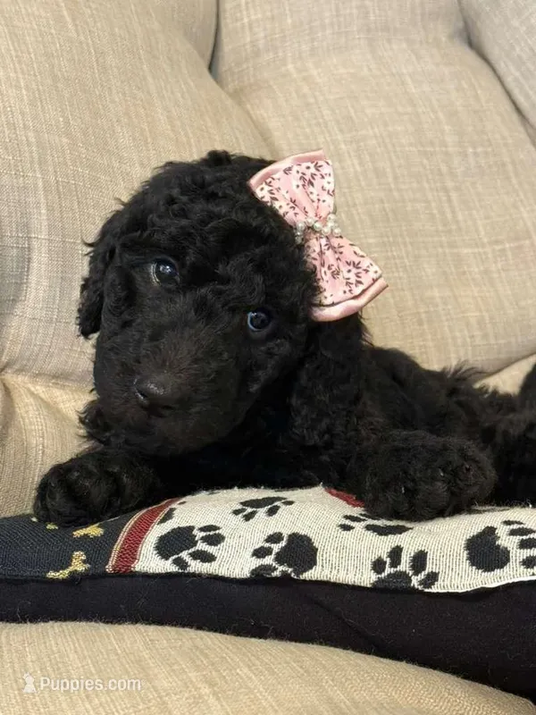 Iris - Standard F1B Doodle – Goldendoodle puppy for sale in Charlotte, NC