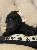 Iris - Standard F1B Doodle, a female Goldendoodle for sale in Charlotte, NC – 1 of 4