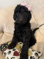 Iris - Standard F1B Doodle, a female Goldendoodle for sale in Charlotte, NC – 2 of 4