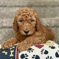 Lucy - Standard F1B Doodle, a female Goldendoodle for sale in Davidson, NC – 2 of 3